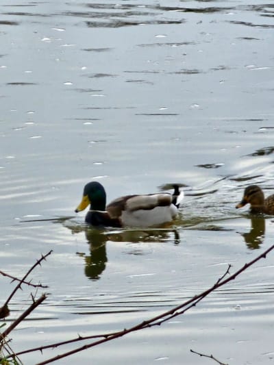 The image displays two mallard ducks swimming on a body of water in Bech-Kleinmacher, Luxembourg. A male mallard, characterized by an iridescent green head, yellow bill, white neck ring, and grey-white body with a brown chest, is positioned in the mid-ground, swimming left. To its right and slightly behind, a female mallard with mottled brown plumage swims right. The water surface exhibits ripples and reflections of an overcast sky. Bare, thorny branches are visible in the lower foreground, extending diagonally from the lower left towards the lower right, partially obscuring the water.