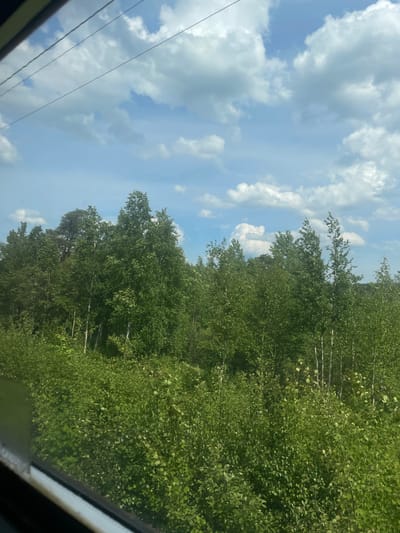 The image displays a verdant landscape, observed from the interior of a vehicle, in Osel'ki, Russia. The lower left portion of a window frame is visible, indicating the viewpoint. The scene is dominated by a dense forest composed primarily of deciduous trees with bright green foliage, characteristic of birch trees, many with visible white trunks. Taller, darker coniferous trees are discernible further in the background. The foreground features thick, lush green undergrowth and bushes. Above the treeline, the sky is a clear light blue, accented by scattered white cumulus clouds. Three dark power lines extend horizontally across the upper left portion of the sky. No individuals or specific human activity are present.