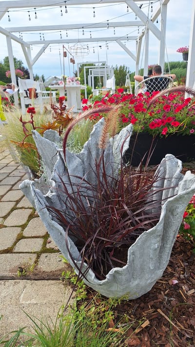 The image depicts an outdoor seating area within a city, possibly Flokši, Latvia, characterized by a white wooden pergola adorned with string lights. In the foreground, a unique, abstract concrete planter holds ornamental grasses with deep red foliage and feathery tops. Behind it, a dense bed of vibrant red petunias adds a splash of color. In the middle ground, a white outdoor table is set with floral arrangements, flanked by white chairs. Further back, a person is seated on a white swing chair, facing away from the camera. The ground is paved with stone tiles and covered with wood chips around the planters. The overall setting suggests a relaxed, garden-like atmosphere, possibly a cafe or a private garden.