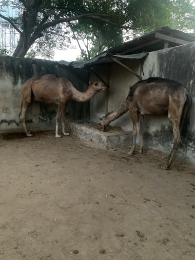 Two malnourished camels stand near a shelter. The camel in the foreground has a long, slender neck and thin body. The other camel is partially obscured, with its back towards the viewer, also appearing skinny. The ground is dry and dusty. A concrete structure with a partial roof provides some shade. Trees and foliage are visible on the left side of the frame.