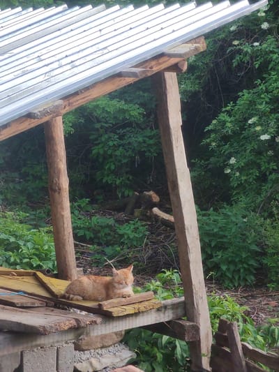 An outdoor shot in Mosomishte, Bulgaria, reveals a ginger cat resting on a makeshift wooden structure. The structure consists of rough-hewn wooden posts and planks supporting a corrugated metal roof. The cat is lying on a weathered wooden platform, appearing to be asleep or at rest. Behind the structure is dense greenery, with various shrubs and plants filling the background. In the distance, cut logs rest between the plants. The scene is rustic and unkempt, reflecting a natural environment.
