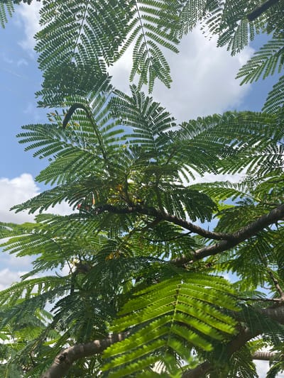 This image, taken from below, showcases the lush green foliage of a tree against a bright blue sky dotted with white clouds. The leaves are pinnately compound, meaning they are made up of many smaller leaflets arranged along a central stem. The branches of the tree are visible, with some appearing thicker and more mature, while others are thinner and covered in leaves. In the background, a faint glimpse of thin, dark lines suggests the presence of power lines, indicating an urban or semi-urban environment. The sunlight filters through the leaves, creating a dappled effect and highlighting the vibrant green of the foliage. The overall impression is one of a clear, sunny day, with the tree's canopy dominating the frame. No people or specific actions are depicted. The image is consistent with a scene found in Barako, Nigeria, where such trees and natural elements are common.