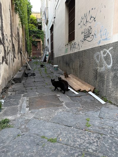 This image depicts a narrow alleyway in Acireale, Italy, characterized by cobblestone pavement and tall buildings on either side. The alley is mostly shaded, with buildings covered in graffiti. There are three cats visible in the alley: two black cats and one brown cat. A wooden plank leans against the wall of the alley. Greenery and weeds are growing on the sides of the alley. The overall impression is of an older, somewhat neglected area.