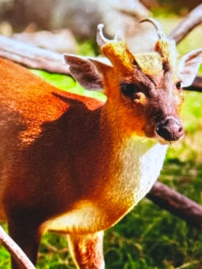 The image shows a close-up of a small deer with short, branched antlers. The deer has a reddish-brown coat on its back and sides, transitioning to a white or cream color on its underside and chest. Its face is dark brown with large, dark eyes and a dark nose. The deer is positioned in an outdoor environment with green foliage visible in the background, suggesting a natural habitat. There are also blurred branches or logs in the foreground and background. The image appears to be a photograph, with a slightly grainy texture. There is no information within the image itself to indicate its location in Babahjurong, Indonesia.