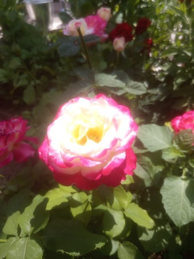 A close-up, slightly out-of-focus, vertical photograph captures a vibrant rose in the foreground, its petals transitioning from bright yellow in the center to white and then a deep pink or magenta at the edges. The rose is surrounded by lush green foliage, with other pink and red roses visible in the background, also out of focus. The lighting suggests it is daytime, with sunlight casting shadows on the leaves. The scene appears to be an outdoor garden. There is no discernible information about the city of Samat, Kyrgyzstan, or any people or specific actions within the image.