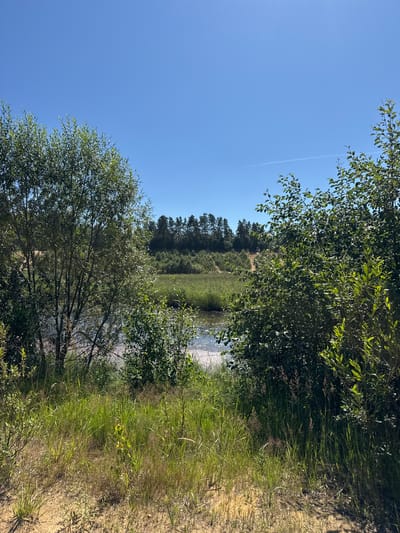 The image depicts a natural landscape under a clear blue sky. In the foreground, there is sandy ground with various green grasses and small plants. To the left and right, dense green foliage of trees partially frames the scene. Beyond the vegetation, a body of water is visible, reflecting the sunlight. In the background, a line of evergreen trees forms a distant treeline against a slightly hazy horizon. The environment appears to be a natural area, possibly a park or undeveloped land, located in Yevrostroy, Russia. There are no people or animals visible in the image.