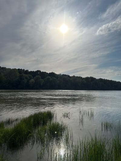 A wide-angle, eye-level, full shot captures a serene natural landscape with a body of water in the foreground and a densely wooded treeline in the background. The sun, a bright orb with visible rays, shines high in the sky, partially obscured by wispy clouds. The water, appearing calm with subtle ripples, reflects the sunlight and the sky. Patches of tall green grass sprout from the water's edge, creating a natural border. The treeline on the opposite bank is a dark, lush mass of green foliage, suggesting a forest. The overall atmosphere is tranquil and natural.