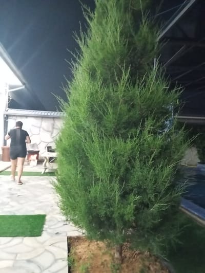 A person walks away from the camera on a paved patio, towards a fireplace. The person is wearing dark shorts and a dark short-sleeved shirt. A tall evergreen tree is in the foreground. A pool is visible to the right of the frame. The scene is likely outdoors in an urban environment.
