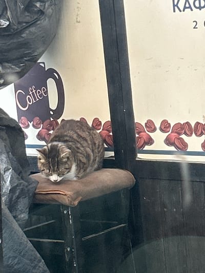 A domestic tabby cat, exhibiting brown, grey, and white fur patterns, is captured sleeping or resting on a brown padded cushion. The cushion rests on a dark-framed chair or stool, the lower structure of which is partially visible. The cat's head is bowed downwards, and its eyes are closed. The image appears to be taken through a window, with a dark vertical frame element present on the right side. In the background, on a light-colored surface, commercial decals are visible: a stylized brown coffee mug containing the word "Coffee" in white script, and a horizontal line of multiple red-brown coffee bean shapes. Partially visible Cyrillic text, "КАФ 2 С", is also present to the right. A crumpled dark grey or black plastic bag occupies the left foreground, obscuring part of the scene. No human subjects are visible. The scene is located in Kumanovo, North Macedonia, within or immediately outside what appears to be a cafe or commercial establishment.