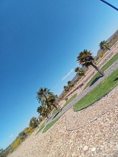This image depicts a landscaped outdoor environment in the city of La Venta, Mexico, captured at a significant Dutch angle. The scene is predominantly composed of a vast, clear blue sky with a few faint wisps of white clouds visible along the horizon line. The ground consists of extensive areas covered with light-colored, multi-tonal gravel or small pebbles. Interspersed within the gravel are neatly defined, elongated strips of vibrant green, manicured grass, forming a patterned pathway or decorative element. Multiple palm trees, characterized by stout trunks and dense green frond crowns, are planted at regular intervals across the landscape, extending from the mid-ground towards the background. A thin, dark-colored hose or cable is visible snaking across the gravel in the lower-mid foreground. In the background, a rising incline or hillside features abundant green vegetation, including trees with distinct bright yellow blossoms. Distant mountains or large hills are faintly discernible against the clear sky at the far horizon. No people, animals, or active events are present within the frame.