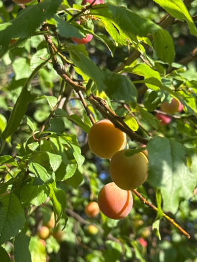 The image shows a close-up view of a plum tree branch in Manaselska Reka, Bulgaria. Several plums are visible, some in focus and others blurred in the background. The plums are various shades of yellow and red, indicating they are likely ripening. Lush green leaves and the rough bark of the branch are also prominent. Sunlight filters through the leaves, creating dappled lighting on the fruit and foliage. The overall scene suggests a natural outdoor environment.