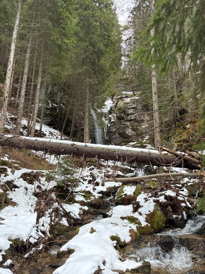 The image depicts a snowy scene in a forest with a stream. There are tall trees on the left and a rocky stream on the right with patches of snow and moss. A fallen tree trunk lies between the forest and the stream. The image does not feature anything to suggest that the location is near Manastir, Bulgaria.