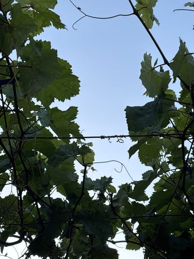 The image is a low-angle shot looking up through a canopy of grapevines towards a clear, pale blue sky. The vines are dense with large, green, lobed leaves that have serrated edges. Several dark, woody stems and tendrils are visible, some of which are curling. A thin, dark wire runs horizontally across the middle of the frame, supporting the vines, and appears to be attached to thin, dark vertical posts that are not fully visible. The lighting suggests it is daytime, possibly late afternoon or early morning, due to the soft, diffused light illuminating the leaves from behind. The scene appears to be outdoors in a vineyard or garden setting. There is no clear indication of the location being specifically Gurkovo, Bulgaria, but the image depicts a common agricultural landscape. No people or animals are clearly visible, though a small dark insect is present on a vine in the upper right quadrant of the image.