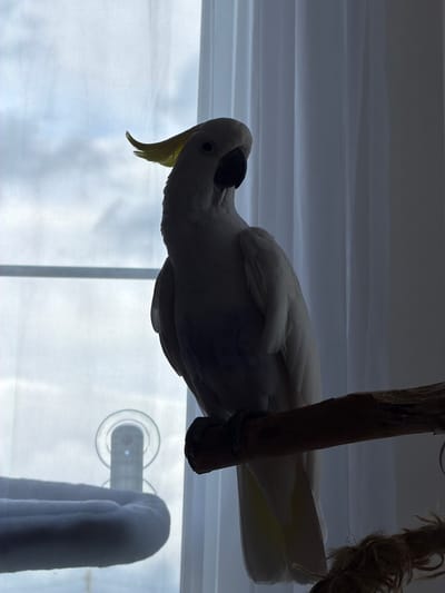 A Sulphur-crested Cockatoo is perched on a wooden stand with a rope attachment. The bird is mostly white with a yellow crest. A suction cup is visible on the window in the background, and a blurred white object hangs nearby. The location is Веревское, Russia.