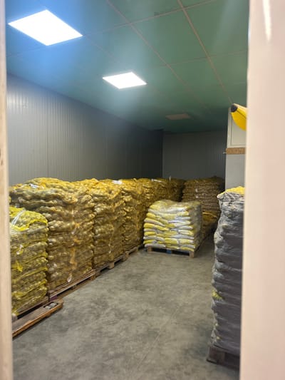 The image depicts the interior of a storage facility in Plodovitovo, Bulgaria. The room features a light green panelized ceiling with two active square LED light fixtures and light gray corrugated metal wall panels. The floor is a flat, gray concrete surface. Numerous bags of produce, primarily yellow mesh bags, are stacked on wooden pallets across the concrete floor. Multiple tall stacks of these yellow mesh bags are visible along the left and back walls. In the mid-ground, a stack of yellow bags, wrapped in clear plastic, rests on a blue wooden pallet. To the far right, partially obscured by a light-colored vertical structure, a tall stack of bags wrapped in dark gray shrink wrap is present on a wooden pallet. A yellow inflatable banana is attached to a white unit mounted on the upper right wall. A portion of a manual pallet jack or hand truck is visible on the floor in the lower left quadrant. No individuals are present, and no actions are occurring.