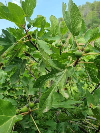 The image shows a close-up of a fig tree branch with several green, unripe figs and large, lobed leaves. The figs are round and vary in size, with some showing a hint of purple. The leaves are a vibrant green, with visible veins and some appearing slightly tattered. The branches are woody and brown, with thinner green stems supporting the figs and leaves. In the background, out-of-focus greenery suggests a natural, outdoor environment. The sky is visible at the top of the image, appearing light blue. The scene is likely located in a Mediterranean climate, consistent with the region of Anna, Spain, where fig trees are commonly grown. No people or animals are present in the frame. The lighting suggests it is daytime, with soft sunlight filtering through the leaves.