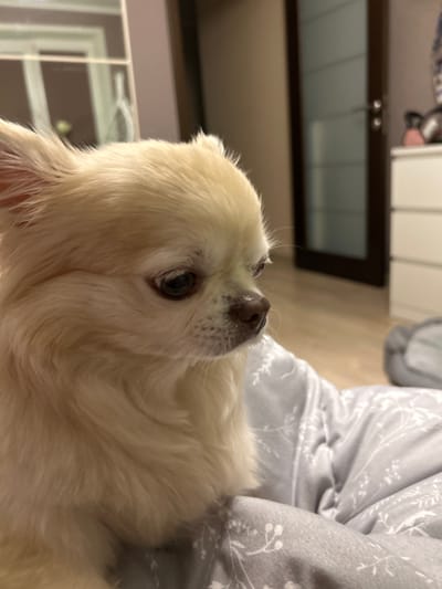 This media file shows a close-up, vertically oriented shot of a small, cream-colored dog. The dog's head is turned upwards and to the right, with its snout and one eye clearly visible. The fur appears fluffy and somewhat long. The dog's eye is dark and appears to be looking slightly upwards. The background is blurred, but suggests an indoor setting with some furniture. A light-colored blanket with a subtle, light grey floral pattern is visible on the right side of the frame. On the left, a dark horizontal line suggests a doorway or furniture, with a lighter area beyond. The lighting seems to be artificial, suggesting it's likely evening or indoors during the day. There is no visible text. The image conveys a sense of quiet intimacy, with the dog appearing relaxed or curious.