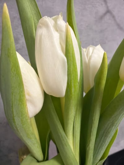 The scene depicts a close-up, vertical shot of a bouquet of white tulips in the city of Ковалёво, Russia. Approximately five white tulip buds are visible, primarily closed or partially open, showcasing their smooth petals. Several vibrant green stems and leaves, some with visible veins and slight creases, surround and support the tulip heads. A hint of a dark, likely black, container or vase is visible at the very bottom of the frame, with a small reflective gold-colored element present at the bottom-left edge. The background consists of a uniformly textured, light grey surface, consistent with an interior wall. No people or specific actions are depicted.