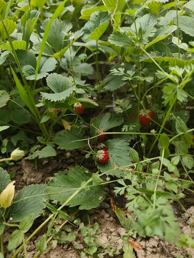 In Panjakent, Tajikistan, a close-up shot captures a patch of wild strawberries growing amongst green foliage. The strawberries are small and red, some appearing ripe and others less so, nestled among the serrated green leaves of the strawberry plants. The ground beneath is visible, composed of dry soil and small pebbles. The scene is natural and unfettered by human intervention.