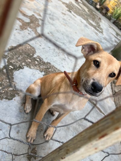 A tan-colored dog with floppy ears and dark brown eyes is looking up at the camera, positioned in the foreground of the image. The dog is wearing an orange collar and is behind a wire fence, which is slightly out of focus. The dog is standing on a concrete surface that appears to be outdoors, with some water stains or patches on it. In the background, there are some plants and a yellow wall, suggesting an urban or semi-urban environment. The image was taken in Villa de Cura, Venezuela.