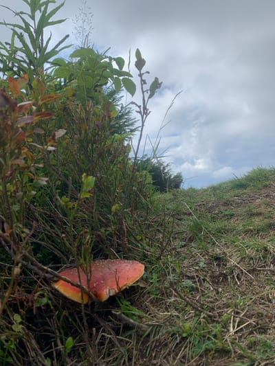 The image presents a natural outdoor scene in Vorokhta, Ukraine, characterized by an overcast sky and dense vegetation. A single red-capped fungus, resembling *Amanita muscaria* with visible white flecks, is positioned horizontally on the ground in the lower-center foreground, nestled amongst low-lying brown-stemmed vegetation and dried grasses. The immediate ground cover consists of sparse green and dried grasses over dark soil. Denser green foliage, including coniferous tree branches and other broadleaf plants, forms the midground. An unpaved, grassy incline or path is visible to the right. The upper portion of the frame is dominated by an overcast sky with diffuse lighting. No individuals or direct human interaction are depicted.