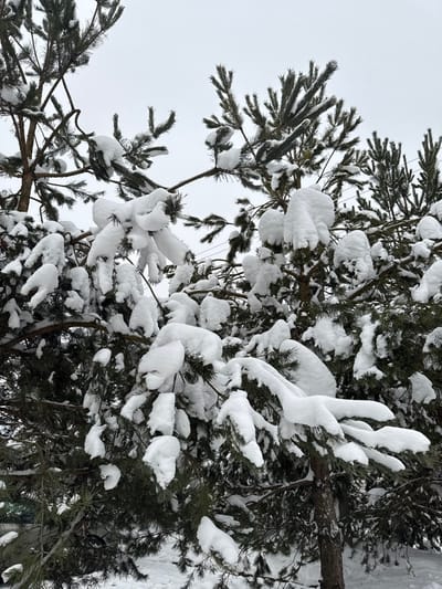 The image depicts a winter scene in Churilkovo, Russia, primarily featuring multiple evergreen pine trees heavily covered in snow. The trees exhibit dark green needles and bark, with substantial accumulations of white snow forming thick caps and mounds on their branches. The ground beneath the trees is also covered in a layer of white snow. The sky above is overcast and uniformly light gray. In the upper right background, two dark, thin horizontal lines, consistent with utility wires, are visible. No people or active subjects are present in the frame. The overall impression is one of a cold, still winter day.