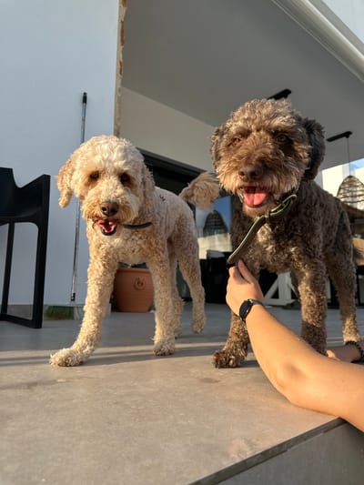 Two fluffy dogs, one cream-colored and the other brown, are standing on a concrete patio in Benijófar, Spain. The cream dog is on the left, facing the camera with its mouth open and tongue out. The brown dog is on the right, also facing the camera, with its tongue visible and its head tilted slightly. A person's arm, wearing a smartwatch, is reaching out to pet the brown dog. Behind the dogs, there is a white wall, a black chair, a broom, and a terracotta pot. The scene is bathed in the warm light of what appears to be late afternoon or early evening sun. The architecture suggests a residential outdoor area.