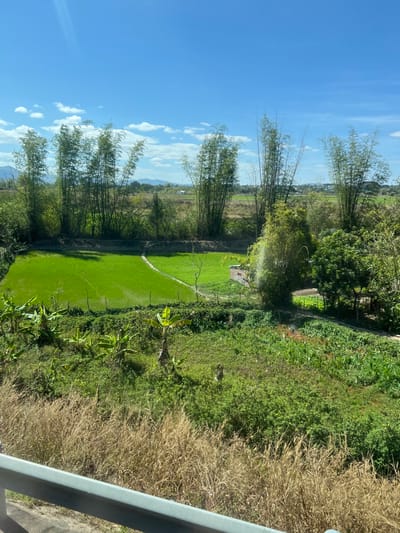 A vertical landscape shows a vibrant green field bordered by bamboo trees and lush vegetation. Beyond the trees, a vast expanse of fields stretches into the distance. The sky is a clear blue with scattered white clouds. The edge of a structure, possibly a balcony, is visible in the foreground. A patch of tall, dry grass sits adjacent to the green growth.