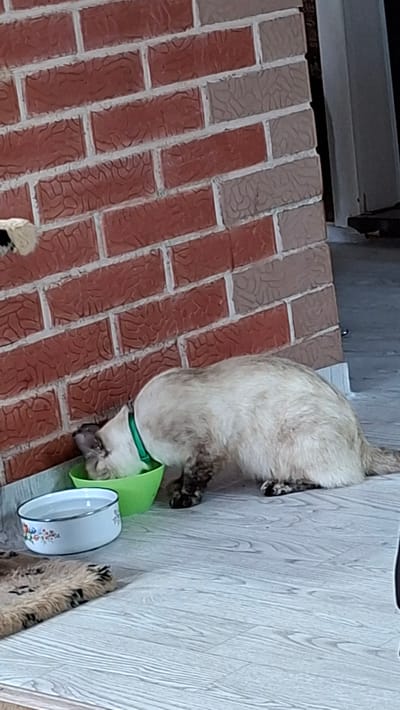 A Siamese cat, wearing a bright green cone-shaped Elizabethan collar, is shown from above, positioned to eat from a white bowl with a floral pattern. The cat's fur is cream-colored with darker points on its face and paws. It is lying on its side, reaching into the bowl, which is situated on a patterned mat. The scene appears to be outdoors, on a brick-like patio or walkway. The bricks are a mix of red and tan colors with a textured surface and white grout. To the right of the cat and bowl, a light-colored wooden or laminate surface is visible, potentially a floor or wall, with a distinct wood grain pattern. The image is oriented sideways, with the cat's head towards the bottom of the frame. There are no people visible, and no textual information is present in the image. The lighting suggests it could be daytime, possibly overcast given the diffused light. The setting appears to be residential, likely a backyard or porch area in Novoilinsky, Russia.