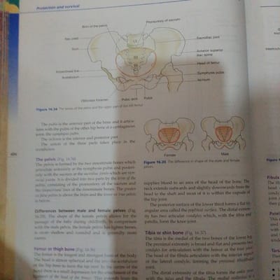This media file is a scan of a textbook page discussing the human pelvis and leg bones. The primary subjects are anatomical diagrams of the pelvis, showing its structure and differences between male and female forms. There are also diagrams related to the femur, tibia, and fibula.
The page includes detailed labels and descriptive text explaining the various parts of these bones and their articulations, such as the ilium, ischium, pubis, sacrum, femur head, and knee joint. Figure 16.34 illustrates the bones of the pelvis and upper femur, while Figure 16.35 highlights the differences in male and female pelves. Subsequent paragraphs describe the femur, tibia, and fibula, as well as the patella and tarsal bones.
The visible text includes section titles like "Protection and survival," "The pelvis," "Differences between male and female pelves," "Femur or thigh bone," "Tibia or shin bone," "Fibula," "Patella," and "Tarsal." There are also figure captions, such as "Figure 16.34 The bones of the pelvis and the upper part of the left femur" and "Figure 16.35 The difference in shape of the male and female pelves."
The context of Jauro Bamvo, Nigeria, is not directly depicted in the image. The media is purely informational, presenting scientific illustrations and text without any indication of a specific time of day, weather, or emotional cues. The setting is an academic or educational environment, likely a classroom or library, given the nature of the document.