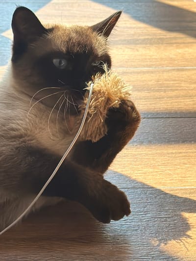 A close-up, low-angle shot captures a Siamese cat with striking blue eyes intently playing with a fluffy, light-brown toy. The cat's fur exhibits the breed's characteristic color points, with darker brown ears, face mask, and paws contrasting with its lighter cream-colored body. Its whiskers are fanned out, and one paw is raised, holding the toy. The cat is positioned on a wooden floor, which is illuminated by warm, diagonal sunlight casting distinct shadows, suggesting the light source is from a window. The background is largely the wooden floor, with some indistinct shadows and light patterns. The image does not provide any specific geographical indicators to determine its location in the city of Kerro, Russia.