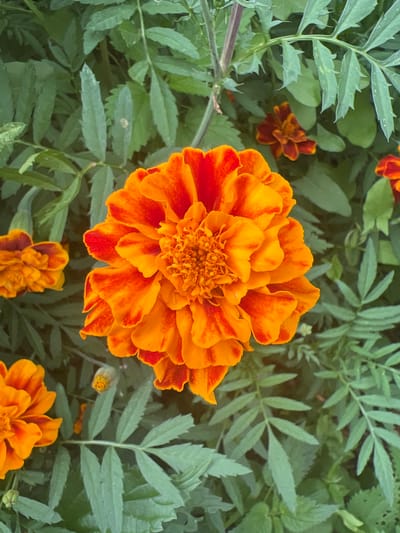 This is a close-up, high-angle shot of several marigold flowers in bloom, set against a backdrop of lush green foliage. The primary subject is a large, fully opened marigold positioned in the center of the frame, its petals a vibrant blend of orange and red. Surrounding it are smaller marigolds, some in bud form, along with the characteristic feathery leaves of the marigold plant.
The image captures a natural, outdoor setting, likely a garden in Poletaevo, Russia. The lighting suggests it might be daytime, with soft illumination that highlights the textures and colors of the flowers and leaves. There are no people or specific man-made objects visible, focusing the attention entirely on the botanical subjects. The scene evokes a sense of natural beauty and the peak of summer bloom. There is no visible text within the image.