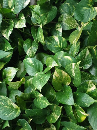 This media file is a close-up, top-down shot of a dense collection of Epipremnum aureum, commonly known as Pothos or Devil's Ivy, plants. The leaves are heart-shaped and exhibit a variegation of deep green and lighter, yellowish-green patches. The overall impression is one of lush, healthy foliage. The lighting suggests it is daytime, and given the vibrant green of the leaves, it appears to be a well-lit environment, possibly outdoors or near a window with ample natural light. There are no people or specific objects visible, only the plant life filling the frame. The scene is a natural setting, likely a garden or an indoor plant display in Proyonangg, Indonesia. The focus is entirely on the texture and patterns of the leaves, creating an abstract organic composition. There is no visible text in the image.
