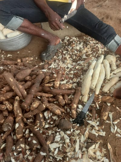 A person sits on the ground in Ikoga, Nigeria, peeling cassava roots. The person is wearing dark blue jeans and dark crocs. Their hands are actively peeling cassava, and shavings are scattered around them on the sandy ground. A pile of unpeeled cassava roots is to the left, and a pile of peeled cassava is to the right. A metal bowl filled with peeled cassava is also visible. A knife, with black tape around the handle, lies on the ground amidst the cassava peels. The environment appears to be outdoors, with dry soil and some dry vegetation.