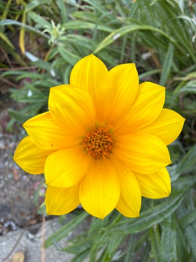 A single vibrant yellow composite flower, approximately circular, occupies the central foreground, photographed overhead. The flower features numerous overlapping, bright yellow ray florets radiating symmetrically from a dense, brownish-orange disc floret center. Subtle striations are visible on the surfaces of the petals. The background is an out-of-focus natural environment composed primarily of blurred green foliage, with hints of darker earth or concrete appearing in the lower left quadrant. No individuals, active subjects, or specific interactions are present. The scene is located in Rancho Palos Verdes, United States of America.