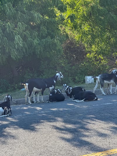 A herd of goats is gathered on the side of a paved road in Vĩnh Hải, Vietnam. The goats, varying in color from black and white to gray and white, are either standing or lying down on the asphalt and the grassy shoulder. One black and white goat is standing and looking towards the right, while several other goats are resting on the road. A dense line of green trees and bushes forms the background, with sunlight filtering through the foliage. The scene appears to be set during the daytime, with shadows cast across the road by the trees and possibly the goats themselves. A white marker with faded writing is visible on the embankment behind the standing goats.