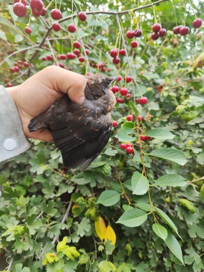 A person's hand holds a small, dark brown fledgling bird. The bird is held close to the viewer's chest, with its head turned slightly to the right and its beak pointing upwards. Its wings are partially folded, and its body is plump. The hand is gripping the bird gently, with fingers curled around its torso. The person is wearing a light green shirt with a white circular button on the cuff.

The background is a dense canopy of green leaves and branches laden with ripe red cherries. The cherries hang in clusters, some obscured by leaves, others clearly visible. The foliage suggests a temperate climate, likely a garden or orchard. The lighting is diffused, indicating it might be overcast or late afternoon. The overall impression is one of a moment of rescue or observation of nature, with the bird as the central subject against a vibrant, natural backdrop. The specific location of Kara-Bak, Kyrgyzstan, is not discernible from the visual information presented in the image.