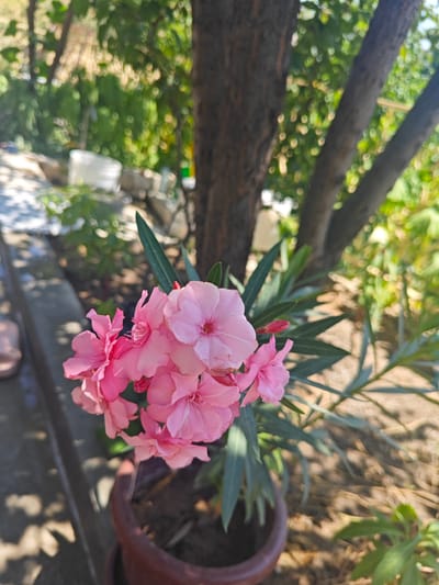 In the city of Chorbogh, Tajikistan, a cluster of vibrant pink oleander flowers is the focal point of this outdoor scene, captured in sharp focus against a softly blurred background. The flowers, with their delicate petals and subtle variations in hue, are arranged in a bouquet-like cluster. They emerge from a potted plant with long, slender green leaves, situated in a dark brown pot. The pot rests on a rough, stony surface, suggesting a garden or outdoor patio setting.
Behind the flowers, the trunk of a mature tree, with its dark, textured bark, stands prominently. Its branches extend upwards and outwards, dappled with sunlight filtering through the surrounding foliage. The background is a tapestry of lush green leaves and soft, bokeh-like circles of light, indicating a sunlit environment with abundant vegetation.
To the left of the frame, a grey concrete curb runs along the edge of the frame, with a patch of light and shadow cast upon it. A sliver of a light-colored object, possibly a sandal or shoe, is visible near the curb, hinting at human presence in the vicinity. The overall impression is one of a tranquil, sun-drenched garden setting in Chorbogh, Tajikistan, where nature's beauty is showcased in the blooming oleander.