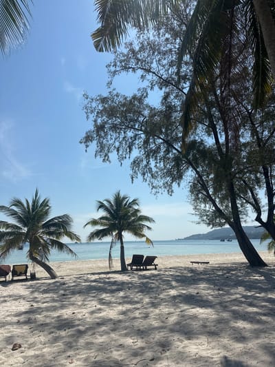 A serene beach scene unfolds with the shoreline running vertically. Two palm trees stand tall, casting shadows on the white sand. Two pairs of beach chairs are strategically placed near the trees. A larger, deciduous tree is seen above with delicate branches. The sky is a clear blue, and the ocean provides a tranquil backdrop. The overall mood is peaceful and inviting.