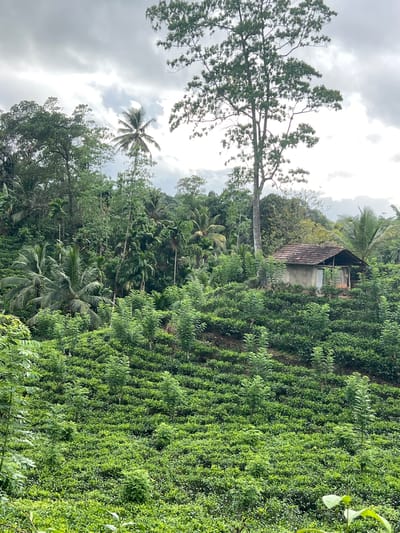 The image depicts a hillside covered in lush green tea bushes, characteristic of the tea plantations found in Neluwa, Sri Lanka. The terrain is uneven and slopes upwards, with rows of meticulously cultivated tea plants creating a textured carpet of green. Scattered amongst the tea bushes are taller trees, including palm trees, adding to the tropical landscape. In the mid-ground, a small, rustic house with a tiled roof is nestled into the hillside, surrounded by dense foliage. The sky above is overcast with dramatic grey clouds, suggesting a humid or potentially rainy day. The overall impression is one of natural beauty and agricultural activity in a rural setting.