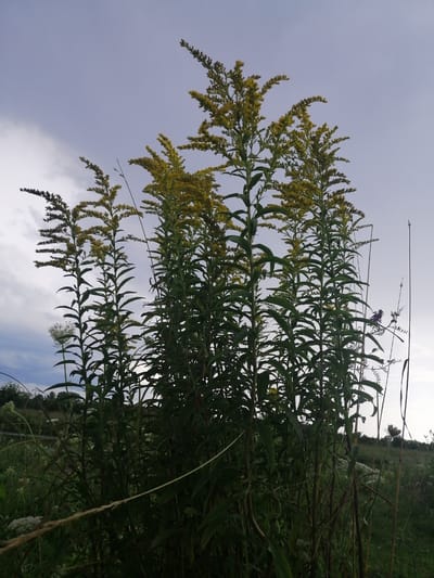 A low-angle, full shot captures a cluster of tall, green plants with yellow flower tops against a cloudy, pale blue sky. The plants, likely goldenrod, dominate the frame, with their slender stems and lance-shaped leaves. In the background, a hazy landscape of rolling hills and vegetation suggests an outdoor, rural setting. The scene appears to be situated in the vicinity of Krasnoluka, Ukraine. The lighting is diffused, indicating overcast conditions, and there are no discernible people or man-made structures within the frame.