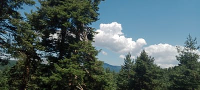 The image depicts a natural scene with a prominent focus on evergreen trees against a bright blue sky dotted with white, fluffy clouds. The trees are dense and lush, with many branches and needles visible. The foliage suggests a forest or mountainous terrain. In the background, rolling hills or mountains can be observed, covered in more trees. The sky is clear and expansive, indicating fair weather. The overall impression is that of a serene and scenic landscape, likely in a rural or natural setting. While the prompt mentions El Espinar, Spain, there are no specific visual cues within the image to confirm this location. The image does not contain any people, animals, or man-made structures.