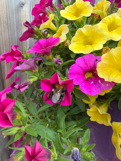 The image shows a close-up of a potted plant with bright pink and yellow petunia flowers. A bumblebee is visible, nestled deep within one of the pink flowers, its fuzzy body and legs covered in pollen. The plant is set against a wooden fence. The scene is likely in a garden or on a balcony in Melick, Netherlands, given the context of the request. The image is taken from a high angle, focusing on the flowers and the bee.