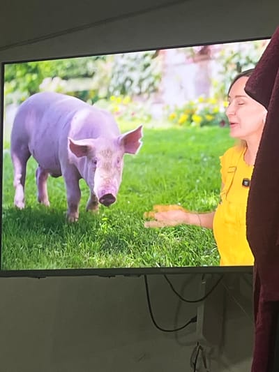 The image shows a close-up shot of a television screen displaying a scene with a pig and a woman. The pig is a light pink color and is standing on a patch of green grass, facing towards the viewer. Behind the pig, the background is blurred and appears to be a garden with some yellow flowers. To the right of the pig, a woman wearing a bright yellow shirt is visible. She is looking at the pig and her right hand is extended, seemingly offering something. The image is taken from an angle, with a dark red fabric partially obscuring the right side of the screen. The television screen is mounted on a grey surface, and some cables are visible at the bottom. The scene on the screen is a medium shot of the pig and the woman. There is no indication in the image that this scene is located in the city of Gorodets, Russia.