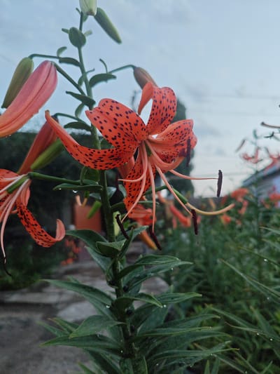 The image showcases a close-up, low-angle view of several tiger lilies in a garden setting. The main focus is on a vibrant orange lily with dark spots, its petals dramatically curved, with stamens extending outwards. Behind it, other lilies and their buds are visible, some in various stages of bloom. The foreground features lush green foliage, also adorned with water droplets, suggesting recent rain or dew. In the background, a blurry glimpse of a building with a red roof and trees can be seen, hinting at a residential area. The sky is overcast and a soft, diffused light suggests it is either early morning or late afternoon. The scene conveys a sense of natural beauty and tranquility, with the dew-kissed flowers looking fresh and delicate. The location context provided is Şu, Kazakhstan. There is no visible text in the image.
