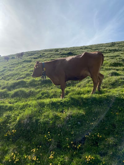 A brown cow stands on a grassy hillside under a bright, partly cloudy sky. The cow is facing left in profile and has a green and yellow tag on its collar with the number "26" clearly visible. A bell hangs from the collar. The hillside is covered in lush green grass and dotted with small yellow flowers. In the background, several other cows are visible grazing further up the slope, and the sun casts long shadows. The scene appears to be an alpine meadow, typical of the mountainous regions surrounding Brienz, Switzerland.