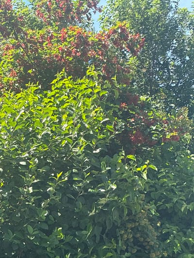 The image shows a dense arrangement of green foliage with clusters of small red flowers. The greenery is lush and appears to be part of trees or bushes. The red flowers are scattered throughout the upper portions of the scene, some appearing as clusters and others as individual blooms. The lighting suggests it is daytime, with sunlight filtering through the leaves, creating highlights and shadows. There are no people or discernible man-made objects visible. The context of Kashira, Russia, is provided but cannot be visually confirmed from the image itself.