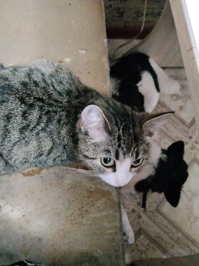In this image, two cats are the subjects, positioned in what appears to be an indoor setting with a tiled floor and some visible debris. The primary focus is on a tabby cat with striking green eyes, looking directly at the camera. Its fur is a mix of grey, black, and white, with characteristic tabby markings. Its ears are perked, and its gaze is intense.
Behind the tabby cat, a second cat is partially visible, appearing to be black and white. It is positioned further back and slightly to the right, seemingly resting or observing. Its head is turned away from the camera.
The ground beneath the cats is a textured, light-colored tile with a patterned surface. In the background, there are hints of construction or disarray, with what looks like some sort of paneling or wall material and hanging wires. The lighting suggests an indoor environment, possibly dimly lit, though the cats themselves are well-illuminated, drawing attention to their features. There is no visible text in the image. The overall impression is one of a candid snapshot of domestic animals in their environment.