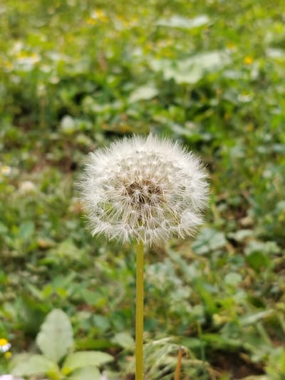 A close-up, vertical, eye-level, outdoor shot focuses on a single dandelion seed head in the foreground. The dandelion is white and fluffy, with a thin green stem supporting it. The background is a blurred expanse of green grass, with hints of yellow flowers and brown earth. The image was captured in Djany-Pahta, Kyrgyzstan, likely in a park or natural area. There are no people or animals visible in the frame. The scene is static and peaceful.