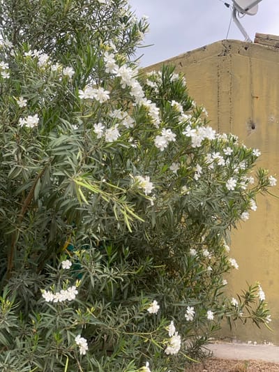 A vibrant bush, lush with narrow, green leaves, bursts with clusters of delicate white flowers. The bush sprawls horizontally, occupying much of the frame. In the background, a muted yellow wall looms, punctuated by a satellite dish. The sky above is overcast and gray. The composition emphasizes the contrast between the vibrant floral display and the dull backdrop.